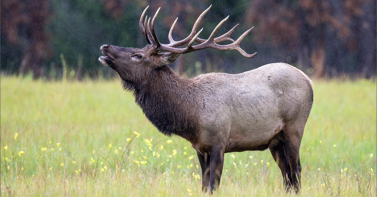 Pictures of Elk