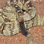 Pictures of Ornate Black-Tailed Rattlesnake