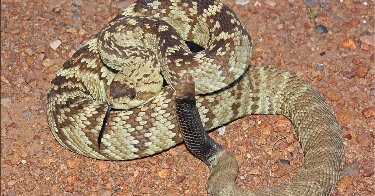 Pictures of Ornate Black-Tailed Rattlesnake