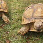 Pictures of Sulcata Tortoise