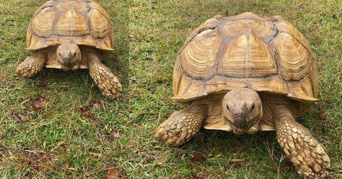 Pictures of Sulcata Tortoise