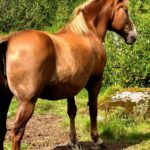 Pictures of Canadian Horse