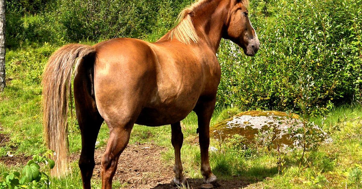 Pictures of Canadian Horse