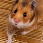 Pictures of Syrian Hamster