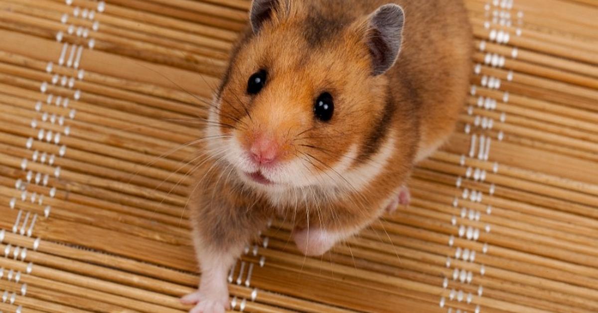 Pictures of Syrian Hamster