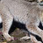 Pictures of Canada Lynx