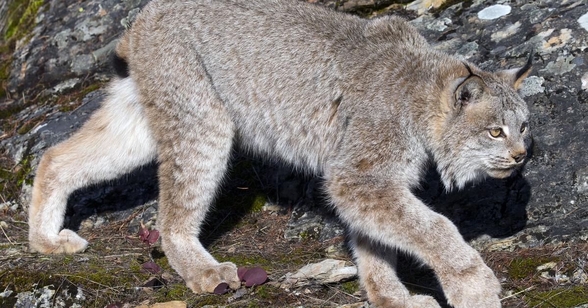 Pictures of Canada Lynx