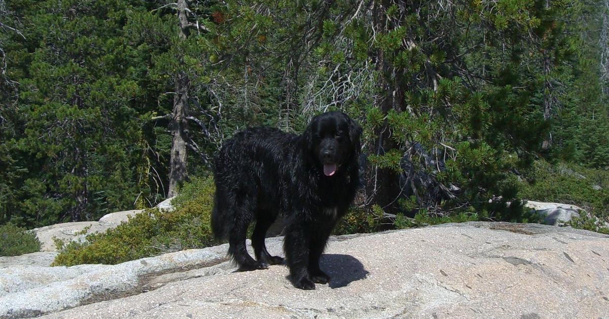 Pictures of Golden Newfie