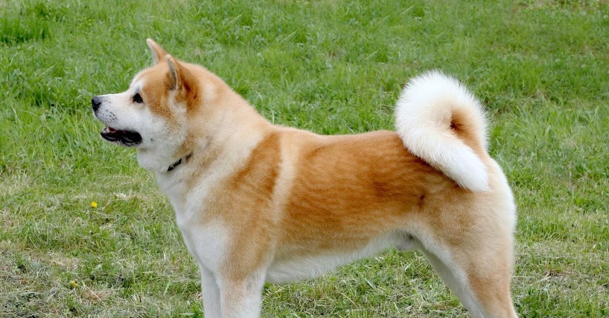 Pictures of Akita Shepherd