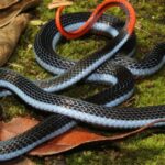 Pictures of Western Rattlesnake