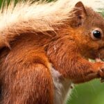 Pictures of Red Squirrel