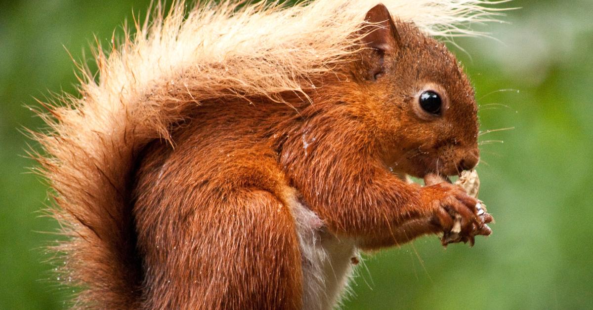 Pictures of Red Squirrel