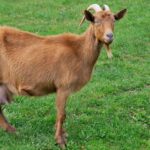 Pictures of Alpine Goat