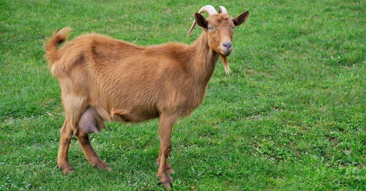 Pictures of Alpine Goat