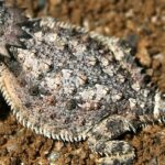 Pictures of Horned Lizard