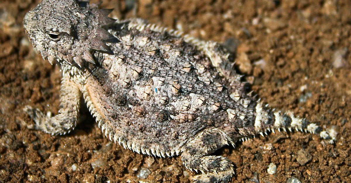 Pictures of Horned Lizard