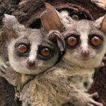 Pictures of Bush Baby