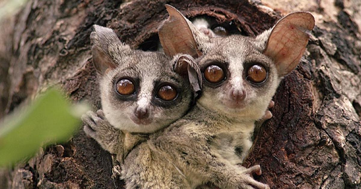 Pictures of Bush Baby