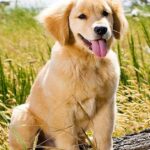 Pictures of Australian Retriever