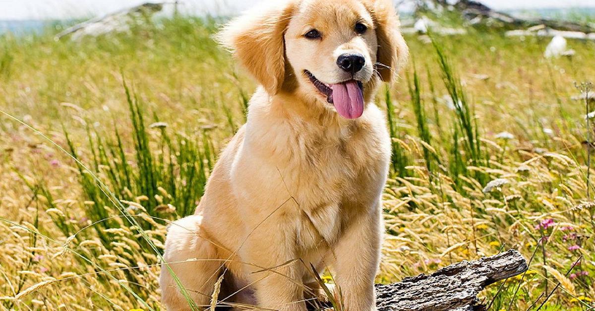 Pictures of Australian Retriever