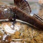 Pictures of Mudskipper