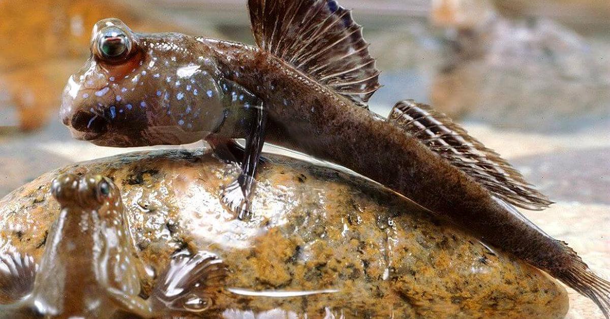 Pictures of Mudskipper