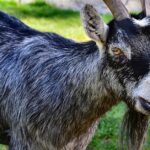 Pictures of American Pygmy Goat