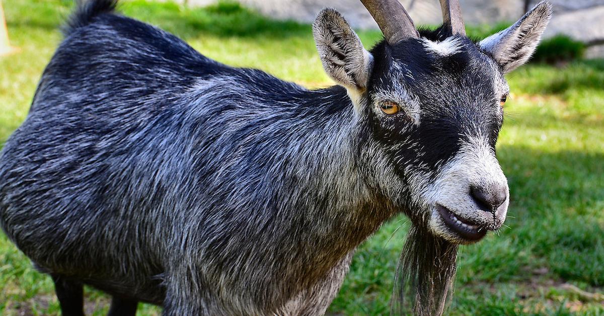 Pictures of American Pygmy Goat