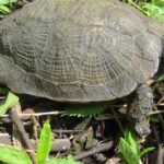 Pictures of Wood Turtle