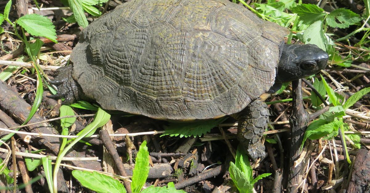 Pictures of Wood Turtle