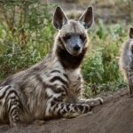 Pictures of Striped Hyena