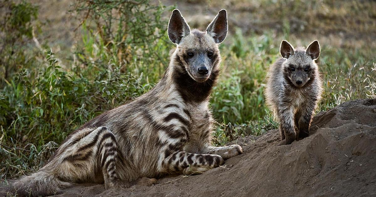 Pictures of Striped Hyena