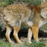 Pictures of Tibetan Fox