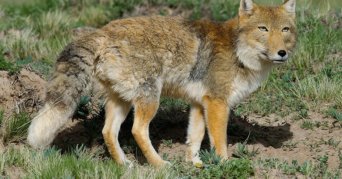 Pictures of Tibetan Fox