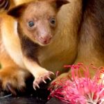 Pictures of Tree Kangaroo