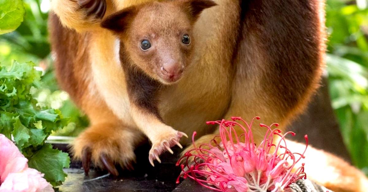 Pictures of Tree Kangaroo