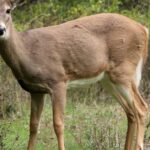 Pictures of White-Tail Deer