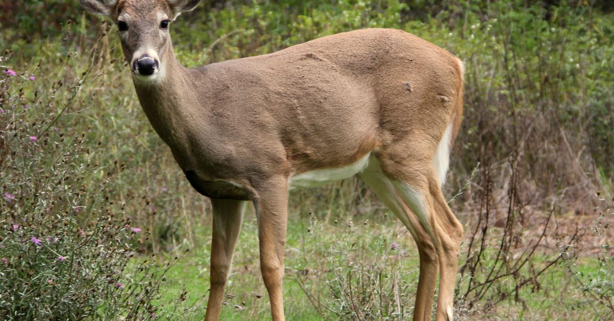 Pictures of White-Tail Deer