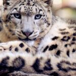 Pictures of Snow Leopard