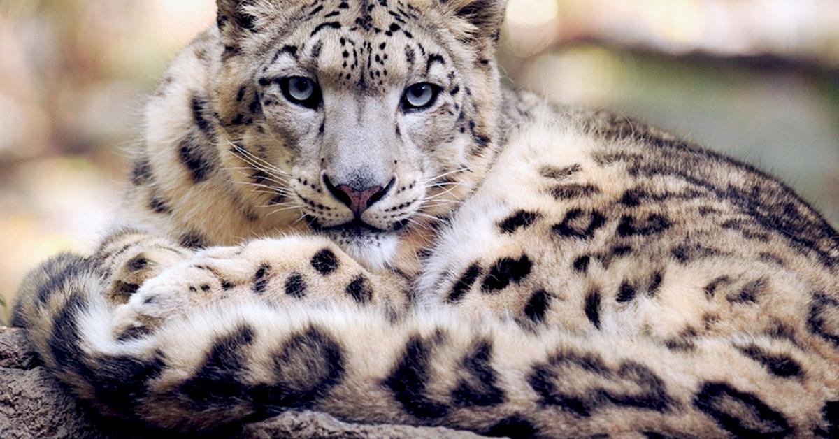 Pictures of Snow Leopard