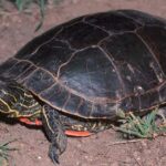 Pictures of Painted Turtle