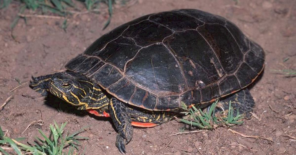 Pictures of Painted Turtle