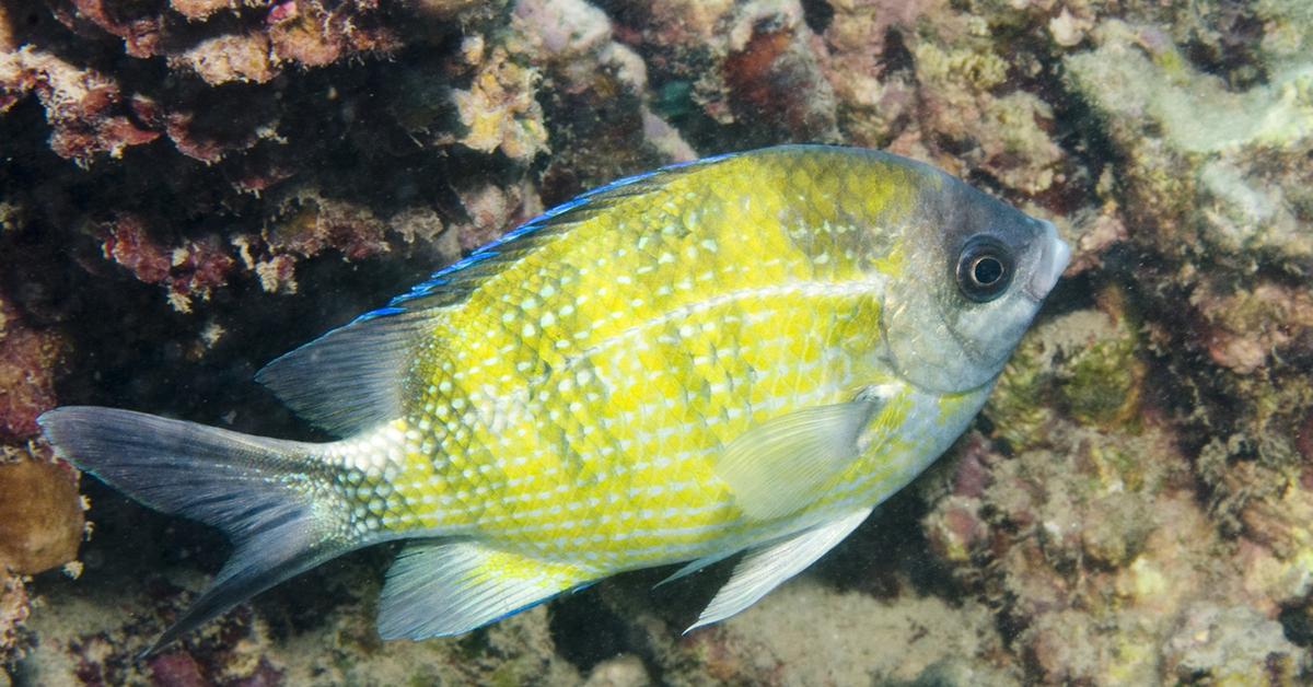 Pictures of Damselfish