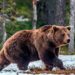 Pictures of Russian Bear Dog