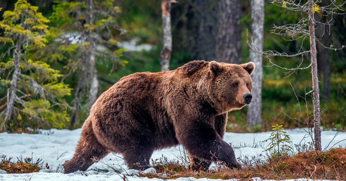 Pictures of Russian Bear Dog