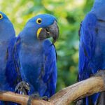 Pictures of Mountain Bluebird