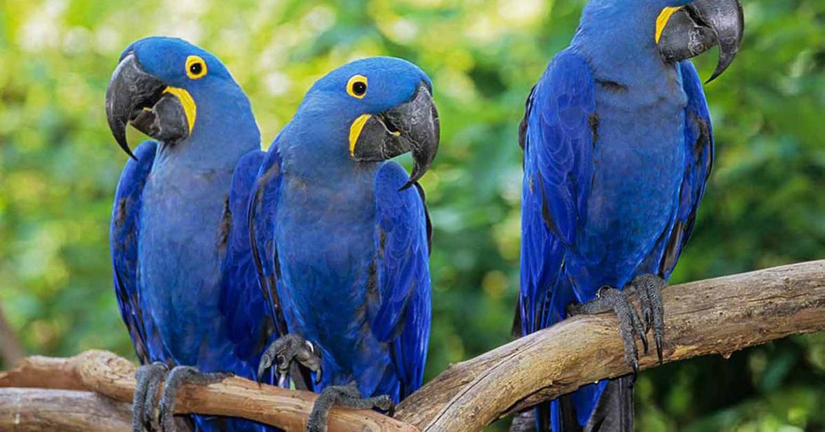 Pictures of Mountain Bluebird