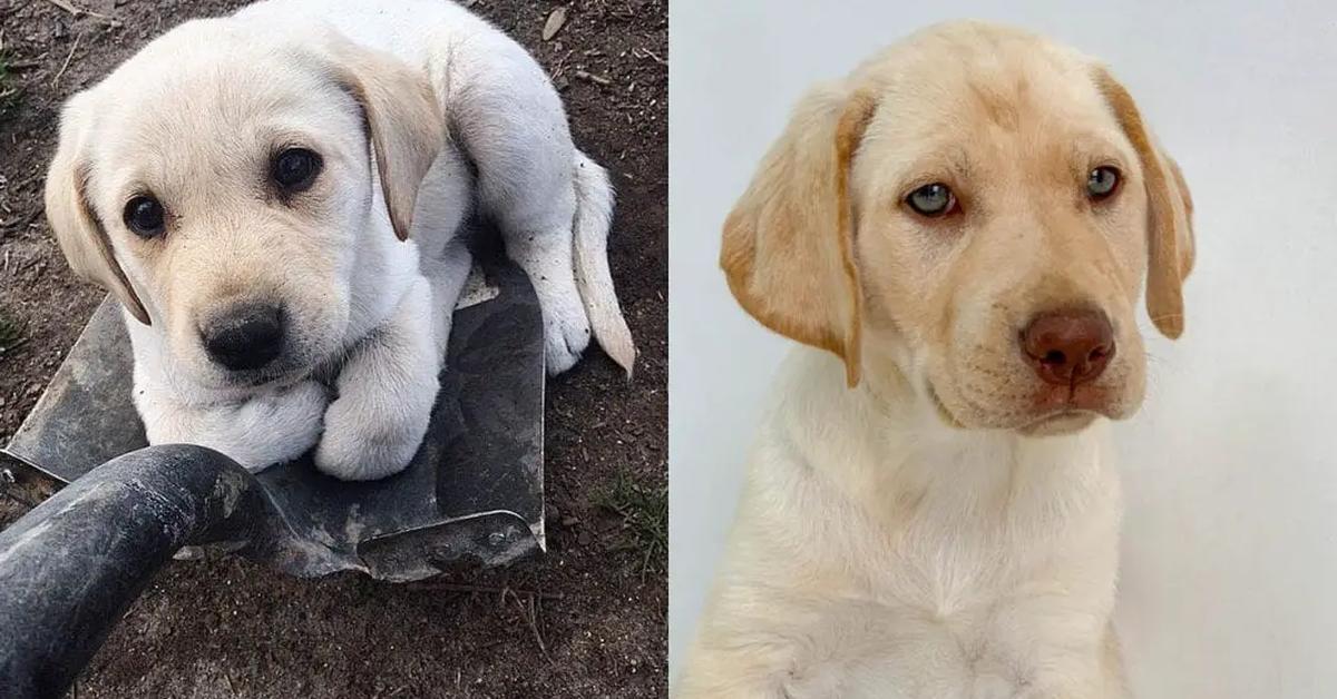 Pictures of English Cream Golden Retriever