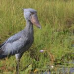 Pictures of Shoebill Stork