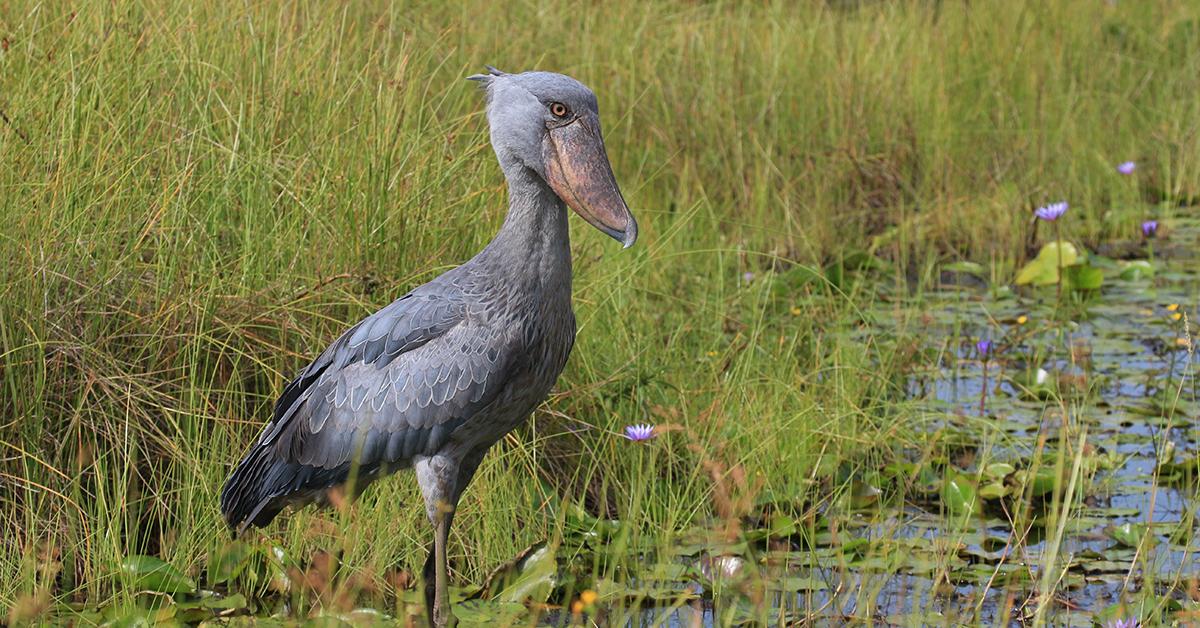 Pictures of Shoebill Stork